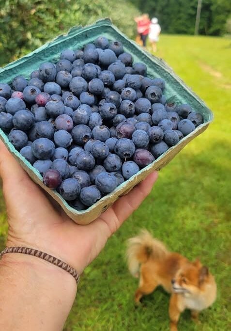 Blueberry Ridge